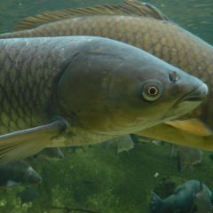 Amur bílý (Ctenopharyngodon idella) je v eských vodách pomrn nová ryba, která se v našich sladkých vodách i na našich stolech uchytila teprve v posledních desetiletích. 
Pesto, e není u nás dosud tolik známý, jeho pevné bílé maso je skutenou delikatesou. Vedle klasických úprav jako je peení i jednoduchá úprava na pánvi meme amura pipravit napíklad se zeleninou v papilot i jej péct na grilu v marinád.