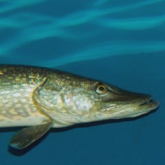 Štika obecná (Esox lucius) je jednou z našich nejvtších dravých ryb a patí mezi to exklusivnjší zboí, které se me na naše stoly dostat, emu odpovídá i její cena. 
erstvá ryba má sezonu pouze v omezeném asovém rozmezí nkolika msíc kolem pelomu roku. Rybái a milovníci ryb mají mnoho osvdených recept, napíklad štiku pipravenou na másle i se smetanovou omákou. Jejímu suššímu masu svdí pedevším tunjší kombinace.